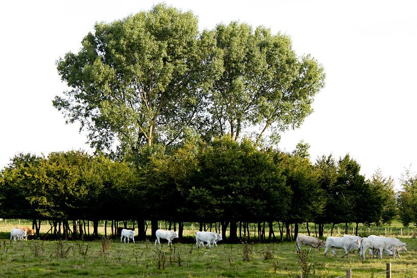 Witte koeien onder een boom op een zonnige dag by André van Bel