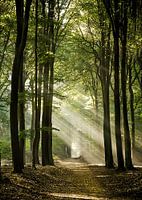 Le chemin dans le Speulderbos