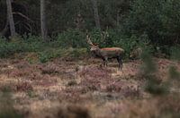 Un cerf rouge sur la Veluwe