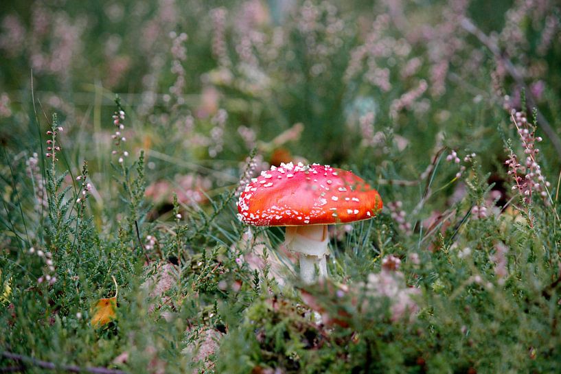 Fliegenpilz im Moor von Iris Lobregt