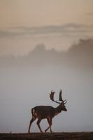 Cerf dans le brouillard du matin