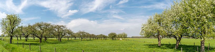 Voorjaar in de boomgaard met oude appelbomen van Sjoerd van der Wal Fotografie