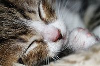 Gros plan d'un chat endormi (tête)