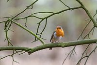 Robin among the branches