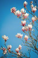 Magnolienliebe