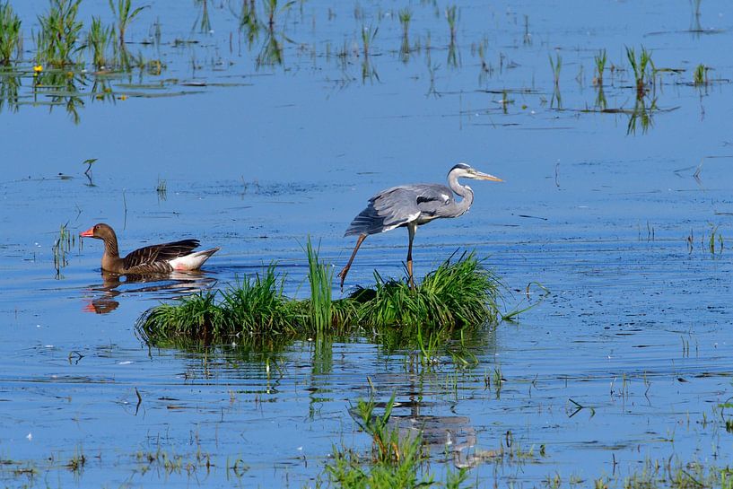 Héron cendré et oie cendrée par Karin Jähne