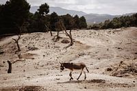 Âne dans un paysage de montagne