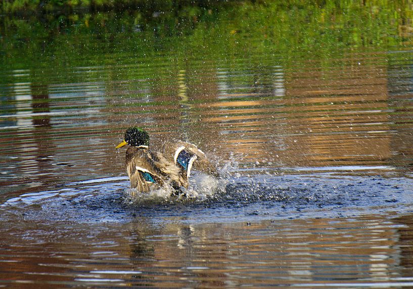 Gummiente von joyce kool