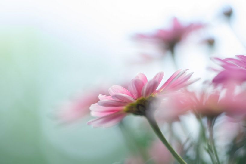 petit doigt doux par Elly van Veen