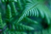 Dunkler Farn im Wald