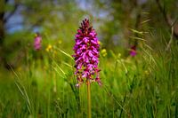 Early Purple Orchid