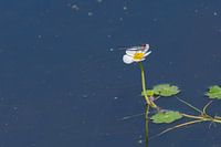 Damselfly on water plant
