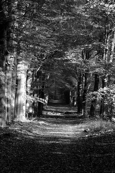 Une allée de hêtres dans une forêt de Velours en noir et blanc par Gerard de Zwaan