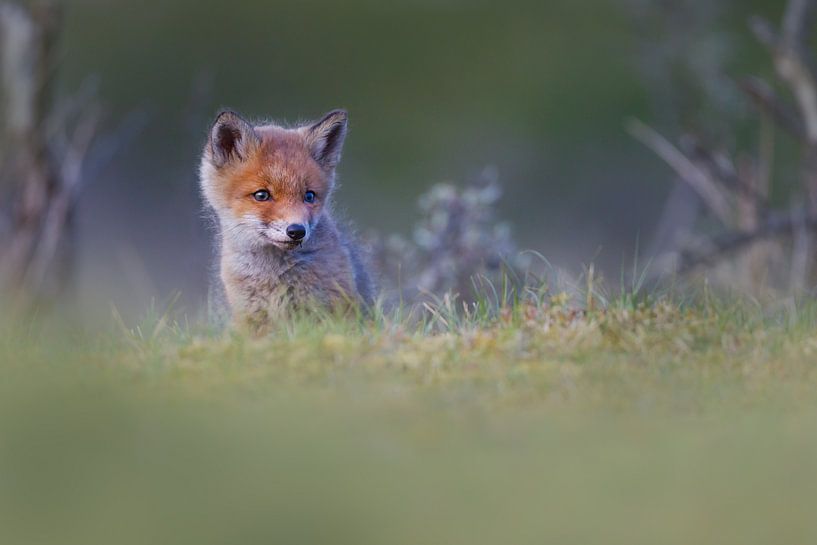 jeune renard par Pim Leijen