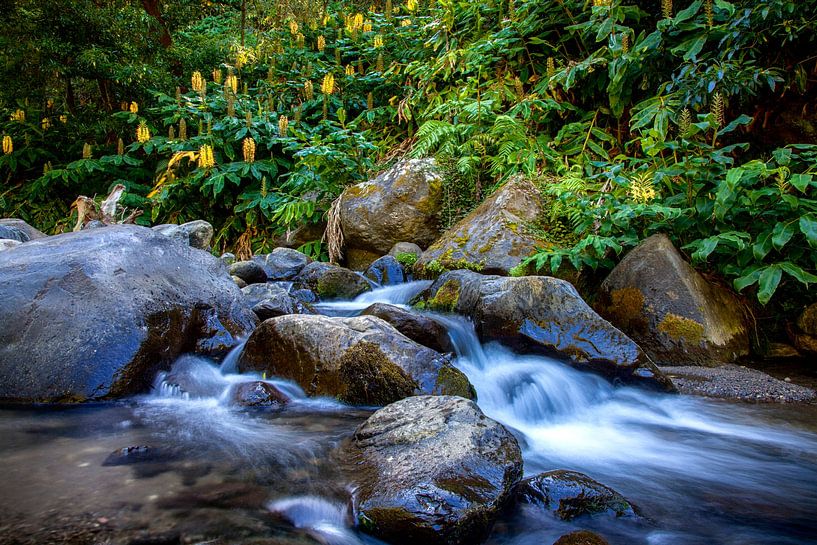 Ingwerblüte von Fabian Roessler