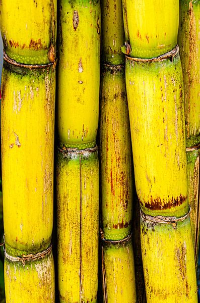 Bamboo by Dieter Walther