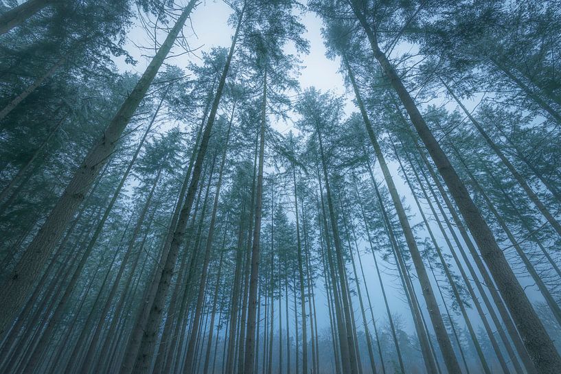 Vue vers le haut sur les pins de la forêt de Speulderbos dans la Veluwe en hiver. par Sjoerd van der Wal Photographie