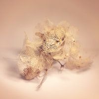 verdroogde schoonheid