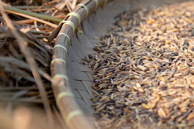 Reisernte von Ellis Peeters