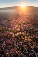 Magic light, Brunssummerheide.