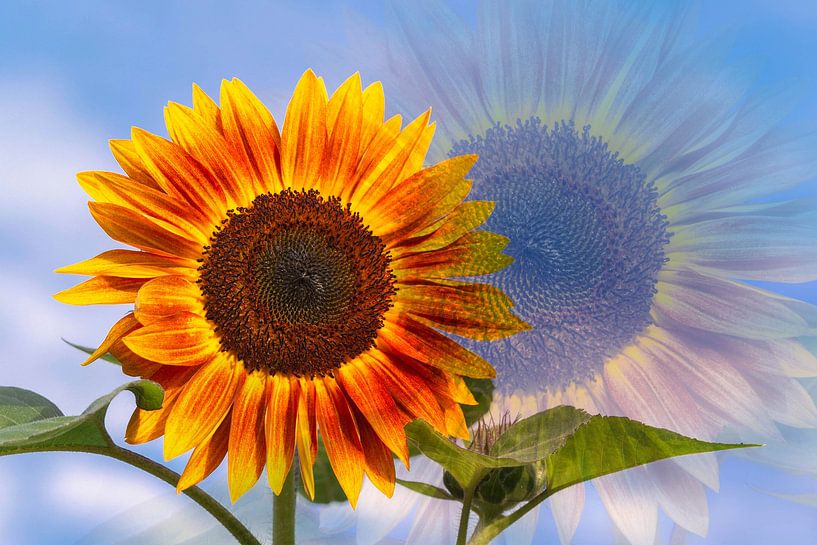 Zwei fröhliche Sonnenblumen leuchten in der Sommersonne von Lisette Rijkers
