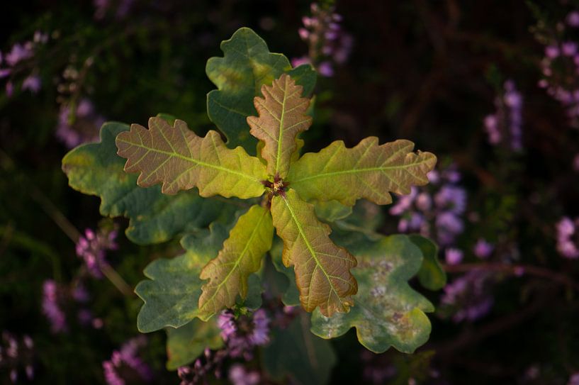 Ich wachse! von Lisa Jansen
