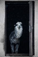 Cute alpaca peeks out of the door of the house welcoming you from the house