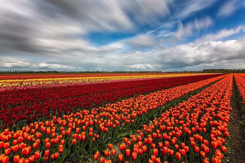 Regenbogenfeld von Cho Tang