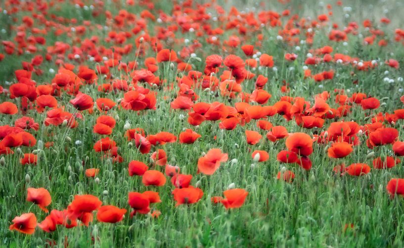 Feld mit Mohnblumen von Ellen Driesse