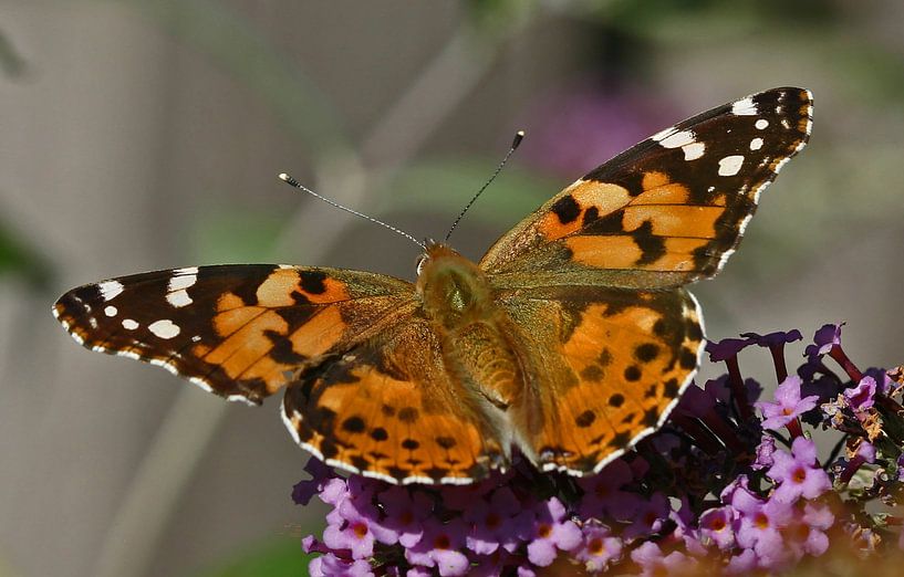 Thistle butterfly by Jan de Jong