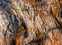 écorce d'arbre en gros plan
