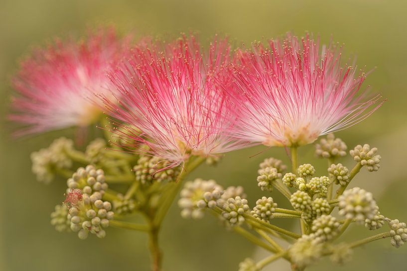Fluffiness. Pink stamens. Tropical tree. by Alie Ekkelenkamp