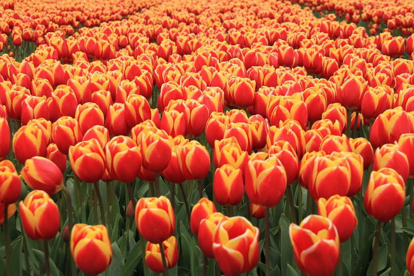 Sea of collors . Tulpen von Marcel van Rijn