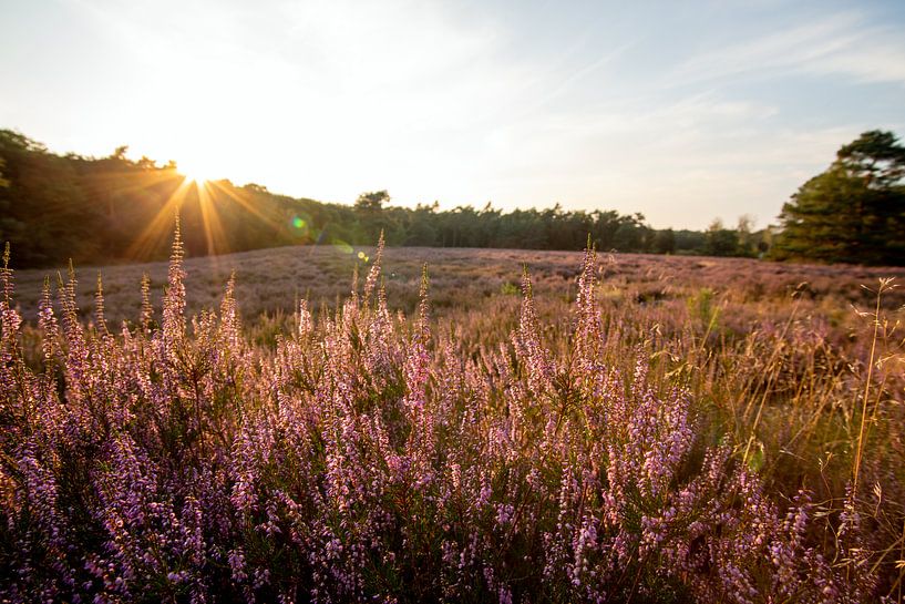 Heidekraut-Sonnenuntergang in Warnsborn Arnheim von EFFEKTPHOTOGRAPHY.nl