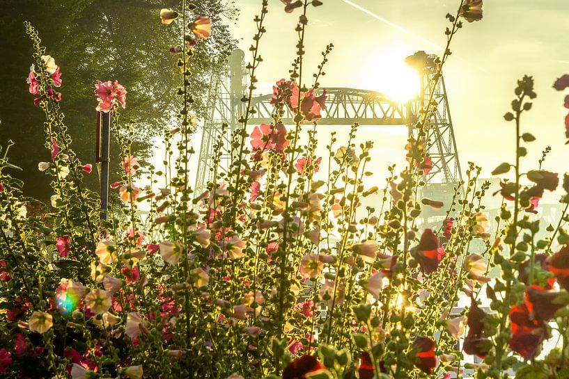 Stokrozen voor De Hef in Rotterdam par Michel van Kooten