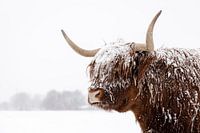 Schottischer Highlander im Schnee