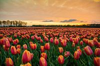 Coucher de soleil près d'un champ de tulipes