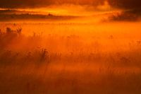 Paysage d'herbe brumeuse au lever du soleil