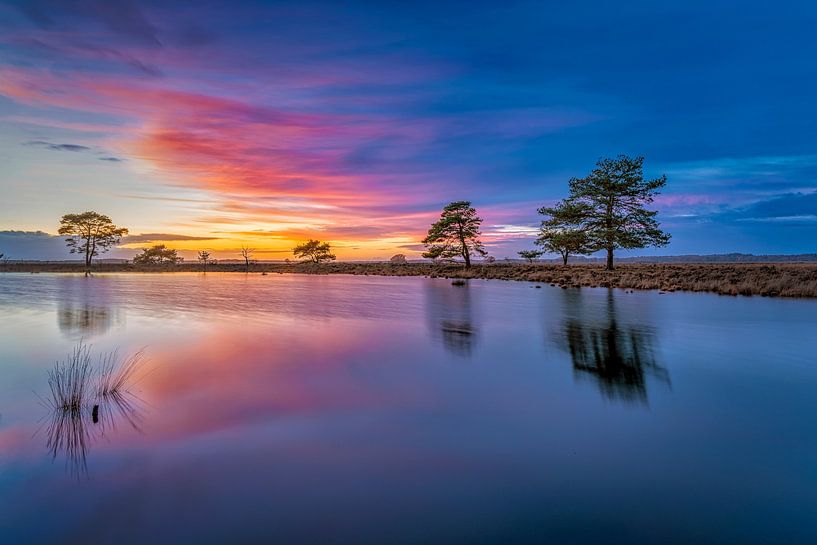 Blue hour in Dwingelderveld by Bea Budai