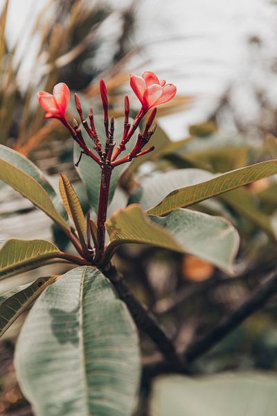 Wild colourful red plant in Bali, Indonesia by Troy Wegman