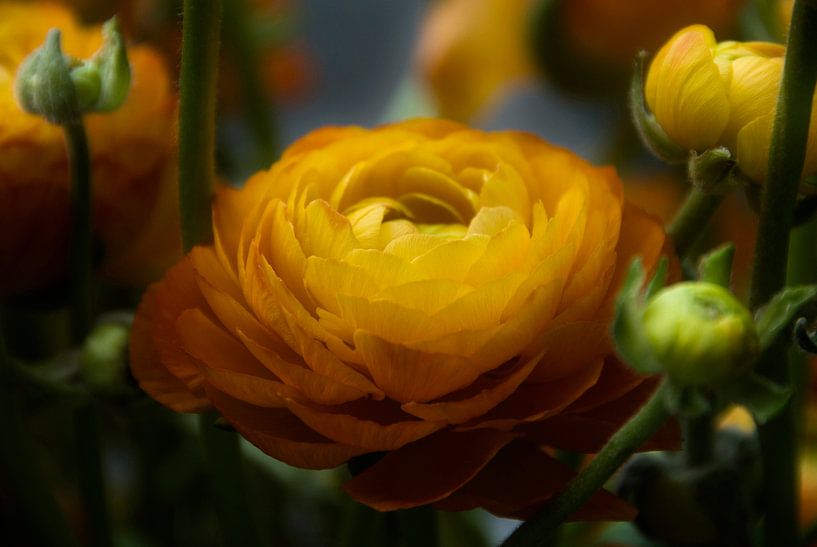 Drawn By Nature, solide Sonnenlicht #005 von Peter Baak