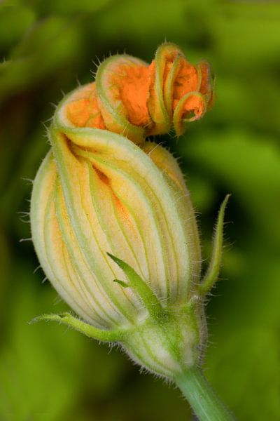 Zucchini flower by Klaartje Majoor