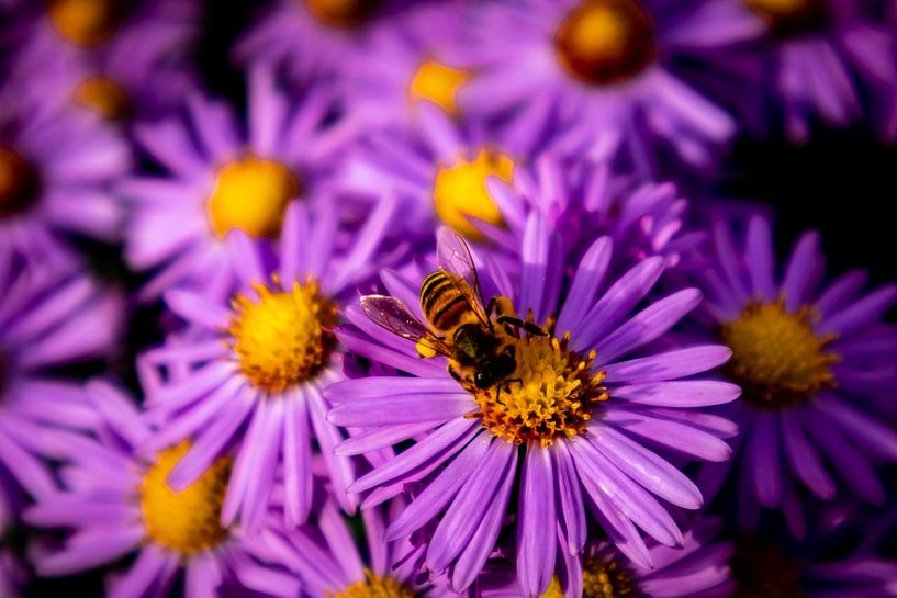 Wunderschöne Blütenpracht im heimischen Garten von Oliver Hlavaty
