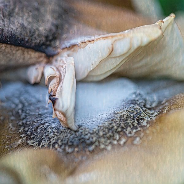 Mushroom abstract shapes macro by Marly De Kok