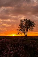 Sunset purple heather on the Veluwe