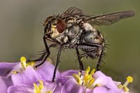 One day I fly away...