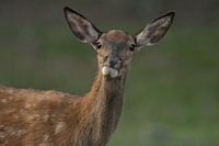 Hmmm, je vais devoir y réfléchir.