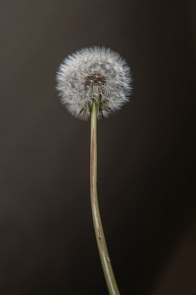 Fluff Ball Dandelion by Wendy Bos