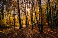 Autumn in the forest