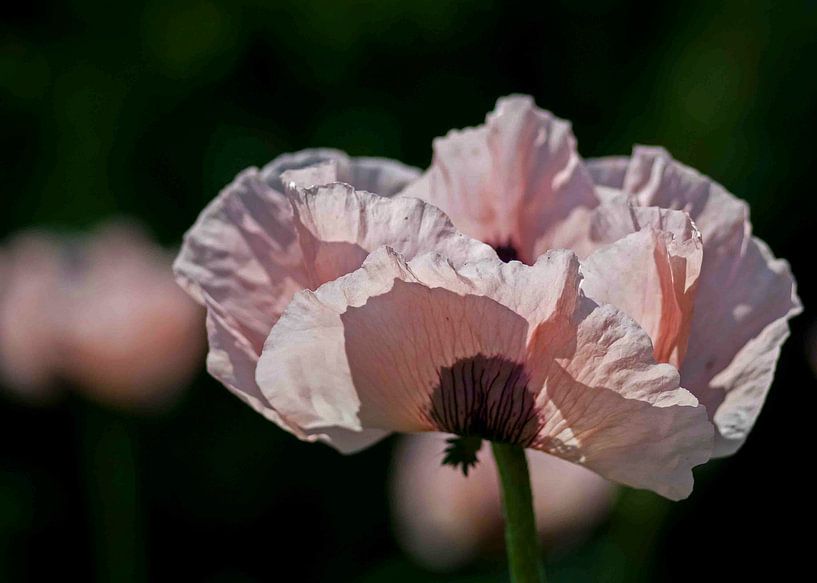 Roze Papaver von Karin Tebes